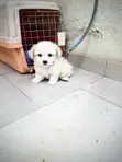 Yar Akuya Ta Lhasa Apso (Wata 1-3) - 2