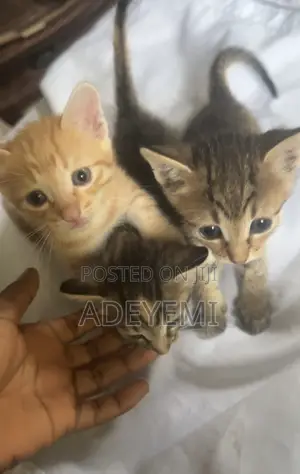 Female Tabby Kitten (0-1 Month)