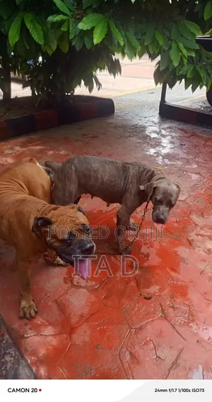 Purebred Boerboel Puppies (1-3 Months)