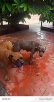 Purebred Boerboel Puppies (1-3 Months) - 1