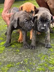 Purebred Boerboel Puppies (1-3 Months) - 2