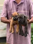 Purebred Boerboel Puppies (1-3 Months) - 3