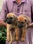 Purebred Boerboel Puppies (1-3 Months) - 4