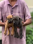 Purebred Boerboel Puppies (1-3 Months) - 5