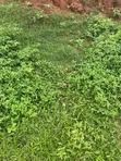Filin da aka Amince da shi na C of O don Siyarwa a Apo Wassa, FCT Abuja - 2