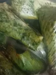 Moi-Moi da Shinkafar Ganye - 1