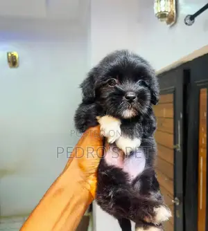Female Lhasa Apso Puppy - 1-3 Months Old