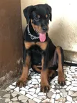Purebred Rottweiler Puppy, 3-6 Months Male - 1