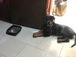 Purebred Rottweiler Puppy, 3-6 Months Male - 2