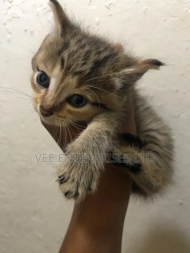 Kare 1-3 Watan Namiji Mai Tsarki (Tabby) - 1