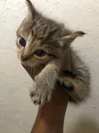 Kare 1-3 Watan Namiji Mai Tsarki (Tabby) - 1