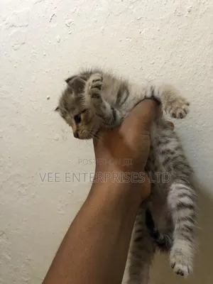 1-3 Months Male Purebred Tabby Kitten
