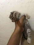 Kare 1-3 Watan Namiji Mai Tsarki (Tabby) - 2