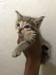Kare 1-3 Watan Namiji Mai Tsarki (Tabby) - 3