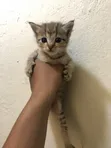 Kare 1-3 Watan Namiji Mai Tsarki (Tabby) - 4