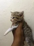 Kare 1-3 Watan Namiji Mai Tsarki (Tabby) - 5