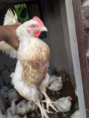 Healthy Matured Broilers for Sale