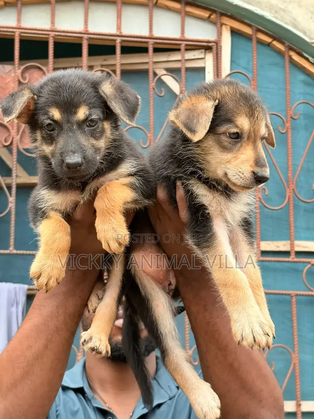 1-3 Months Female Purebred German Shepherd Puppy - 1