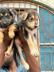 1-3 Months Female Purebred German Shepherd Puppy - 2