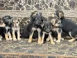 1-3 Months Female Purebred German Shepherd Puppy - 3