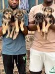 1-3 Months Female Purebred German Shepherd Puppy - 4