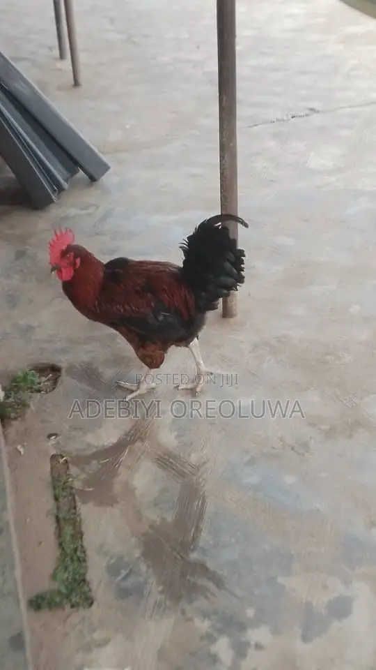 Healthy Noiler Chickens Available - 1
