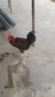 Healthy Noiler Chickens Available - 1