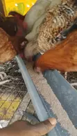 Healthy Noiler Chickens Available - 3