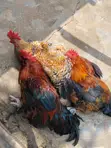 Healthy Noiler Chickens Available - 4