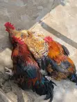 Healthy Noiler Chickens Available - 5