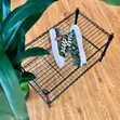 Kenzo x Converse Chuck Taylor All Star 70 Hi Plus Sneakers - 2