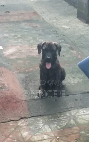 Purebred Boerboel Male Puppy, 1-3 Months