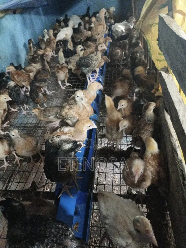 Noiler Birds (4 Weeks Old) - 1
