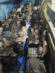 Noiler Birds (4 Weeks Old) - 1