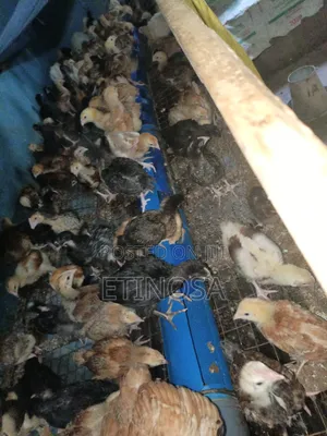 Noiler Birds (4 Weeks Old)