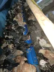 Noiler Birds (4 Weeks Old) - 2