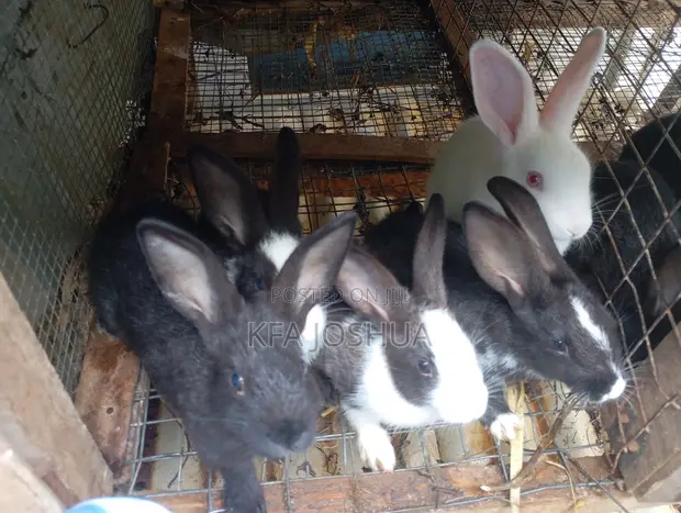 Exotic Rabbits for Sale - Dutch, New Zealand, Flemish, Havana - 1