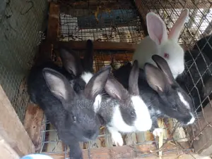 Exotic Rabbits for Sale - Dutch, New Zealand, Flemish, Havana