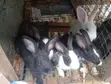 Exotic Rabbits for Sale - Dutch, New Zealand, Flemish, Havana - 1