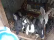 Exotic Rabbits for Sale - Dutch, New Zealand, Flemish, Havana - 2