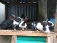 Exotic Rabbits for Sale - Dutch, New Zealand, Flemish, Havana - 3