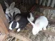 Exotic Rabbits for Sale - Dutch, New Zealand, Flemish, Havana - 4