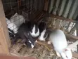 Exotic Rabbits for Sale - Dutch, New Zealand, Flemish, Havana - 5