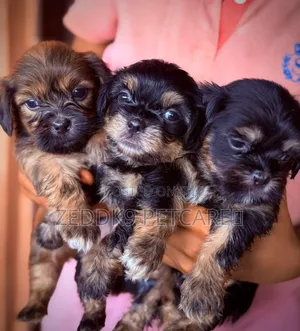 Purebred Lhasa Apso Puppy - 1-3 Months Old