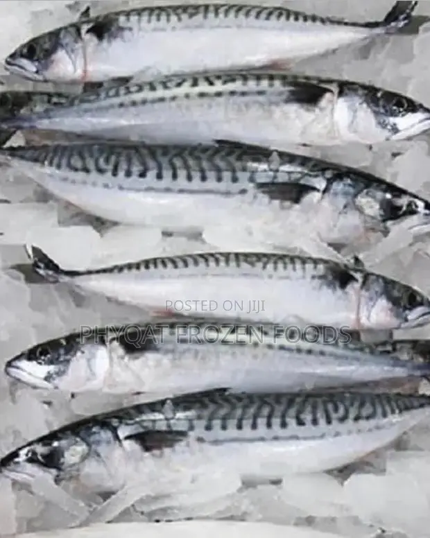 Fresh & Quality Titus Fish - 1