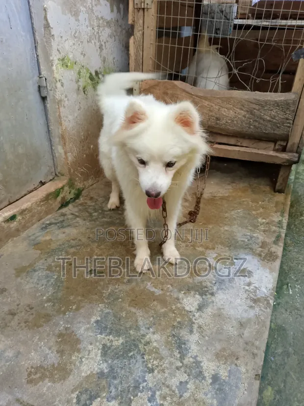 Namijin American Eskimo Mai Tsarki, Shekara 1+ - 1