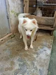 Namijin American Eskimo Mai Tsarki, Shekara 1+ - 1