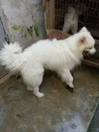Namijin American Eskimo Mai Tsarki, Shekara 1+ - 2