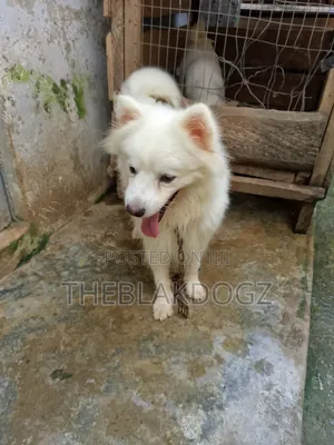Namijin American Eskimo Mai Tsarki, Shekara 1+