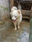 Namijin American Eskimo Mai Tsarki, Shekara 1+ - 3